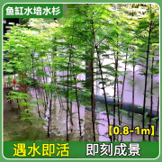 京盼农品水杉水培鱼缸造景溪流缸水杉盆栽盆景鱼池水生植物绿植水草室内外 水杉0.8-1米1棵