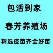 特宠养殖场直销非洲鸵鸟幼苗一只也是包活包健康到家发顺丰 【特宠鸵鸟直发顺丰】一公二母