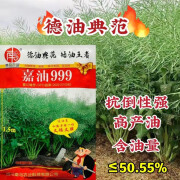 油菜籽种子榨油专用嘉油999油菜种子产量高抗倒伏高产油 嘉油999