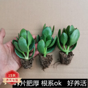 玉树盆栽老桩盆景大型多肉植物室内阳台办公桌红边大叶多肉植物 玉树1年苗2颗 不含盆