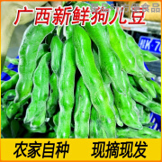 果靓晟广西新鲜狗儿豆狗爪豆农家特产现摘现发蔬菜豆类猫儿豆龙爪豆 2斤