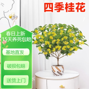 桂花树苗四季桂盆栽可食用开花不断室内阳台庭院浓香型花卉植物 精品四季桂花20-30厘米