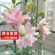 樱霞【带芽发货】香水百合种球四季开花 粉色10个种球+肥源头直发