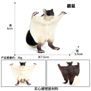 巳溪仿真动物玩具花栗鼠土拨鼠松鼠老鼠儿童认知实心动物模型家居摆件 zjs-443鼯鼠