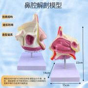 卓越星人体鼻腔解剖模型耳鼻喉科教学模型鼻腔鼻子口鼻结构组织模 鼻腔解剖模型