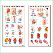 西医男性女性泌尿系统解剖挂图共2张