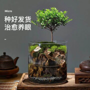 绿植花卉生命之树懒人养鱼苔藓微景观办公室盆栽宿舍植物桌面生态瓶真植物 2年赤楠养鱼水陆缸