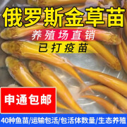 重庆金草鱼苗淡水养殖食用冷水金丝皖红黄金丝草鱼俄罗斯金草鱼苗 金草鱼5-7厘米   3条