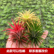 空气凤梨无土植物室内客厅桌面绿植盆栽花卉草花老人须红精灵多款 红黄绿组合（均为6-8cm） 裸根不带土