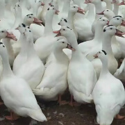 大种一点头鸭活苗半番鸭活苗骡鸭苗一点黑鸭苗杂麻鸭蛋鸭养殖1只 青头鸭（30只起发）