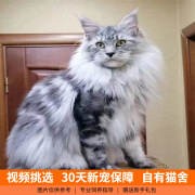 伊宠纯种缅因猫幼猫小猫咪宠物猫咪活体幼崽 宠物级 SS级 公