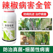 2%春雷毒素辣椒黄瓜番茄细菌性角斑病炭疽病灰霉病溃疡病专用农药 100g（100克*1瓶）