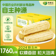 农科玉东北甜糯玉米220g*8根装非转基因玉米棒 白甜糯玉米220g*8根装