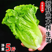 皓谦 新鲜生菜5斤农家自种意大利品种蔬菜烤肉健身轻食沙拉食材 生菜1斤