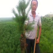 恋品惠黑松苗微型盆景小黑松造型树桩黑松大盆景苗造型松五针松油松树苗 20-30厘米高度