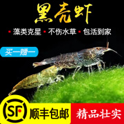 黑壳虾活体清洁淡水虾水族箱生态观赏虾除藻虾宠物虾饲料草缸必备 黑壳虾大虾拍100额外送100