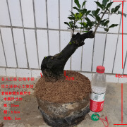 MDNG金弹子盆景老桩绿植盆栽室内花卉客厅阳台办公室玄关茶台摆件好养 16号公母不详一物一拍 不含盆