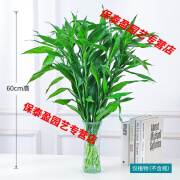 富贵竹水培植物水养客厅室内绿萝盆栽发财树好养竹子节节高 精选富贵竹60cm10棵装+送营养液 裸根不带土