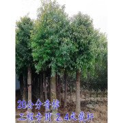 慕景香樟树苗小叶香樟大树四季常青驱蚊虫南北方种植庭院别墅地栽樟树 香樟树苗高1米左右 5棵 其他