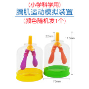 肺呼吸模型膈肌运动模拟演示器肺泡工作原理大气压强生物教学教具 小号1个 小学科学款颜色随机