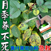 月季花病害专用月季枯枝病白粉病新芽干枯萎焉黄叶不生长抗病杀菌 一瓶【免稀释/赠送喷头】