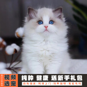 伊宠纯种布偶猫幼猫小猫咪宠物猫咪活体幼崽 宠物级 母