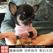 伊宠纯种吉娃娃幼犬宠物狗狗活体小狗活物幼崽小型犬 宠物级 公