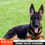 伊宠纯种德国牧羊犬幼崽德牧幼犬宠物狗狗活体小狗活物 赛级 公