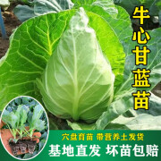 姒桀白菜苗带土幼苗大黄心娃娃菜花菜秧苗青梗松花菜苗西兰花苗秋冬耐 牛心甘蓝苗5棵