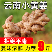 云南小黄姜高山地现挖现发母月子姜农家辛辣蔬菜9斤整箱 500g