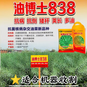 油博士838油菜种子抗病强抗倒油菜花种籽矮杆多油油菜籽种子 油博