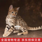 涴喵 孟加拉豹子猫活体幼猫银豹宠物猫咪活体签订合同辅助养猫 宠物级 【豹子猫】