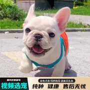 宠六福纯种法斗幼犬法国斗牛犬宠物狗狗活体小狗活物幼崽 宠物级 母