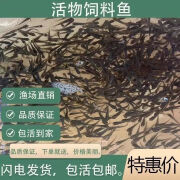 喂宠猛鱼小麦穗鱼鲜活饲料喂龟蛇龙鱼六角蛙类饵料小鱼仔便宜发货 每日限时饲料鱼1.5-2厘米100条