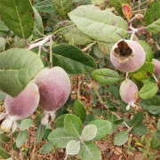 虹越（HONGYUE）新优果苗 菲油果盆栽苗  花园常绿果树苗 安德红 1加仑