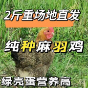 仟芸二斤重纯种麻羽母鸡散养高产蛋农家土鸡4斤绿壳蛋鸡双黄蛋鸡草鸡 2斤散养麻羽鸡6只【6母】