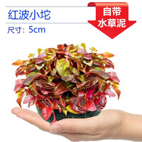 逸乐宠鱼缸水草植物大坨草增氧阴性增氧淡水新手懒人水榕造景水培坨草 红波小坨