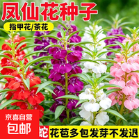凤仙花种籽四季播种开花公园美化花海景观花种子庭院别墅小区花籽