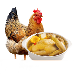 现宰农家散养黄油老母鸡 2只装(单只2斤左右)