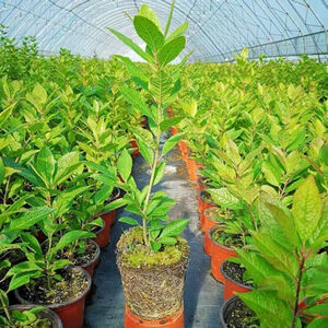 富贵花盆栽 京东富贵花盆栽价格 品牌 优惠券 聚折扣