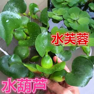水葫芦浮萍 京东水葫芦浮萍价格 品牌 优惠券 聚折扣