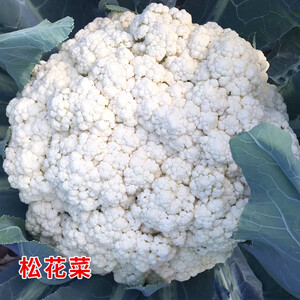 菜花苗 京东菜花苗价格 品牌 优惠券 聚折扣 菜花苗 京东菜花苗价格 品牌 优惠券 聚折扣
