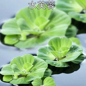 水葫芦浮萍 京东水葫芦浮萍价格 品牌 优惠券 聚折扣