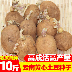 土豆种子黄心土豆 京东土豆种子黄心土豆价格 品牌 优惠券 聚折扣