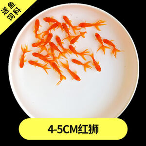 冷水观赏鱼小型 京东冷水观赏鱼小型价格 品牌 优惠券 聚折扣 冷水观赏鱼小型 京东冷水观赏鱼小型价格 品牌 优惠券 聚折扣