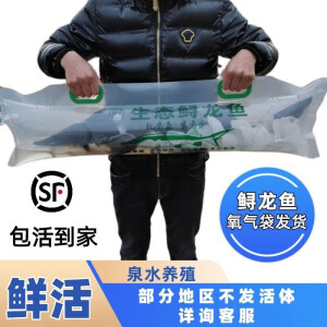 流连湾鲟鱼活鱼顺丰氧气礼品包鲟鱼送礼食用鲜活活体无刺食用包活 活体5斤鲟鱼【顺丰】