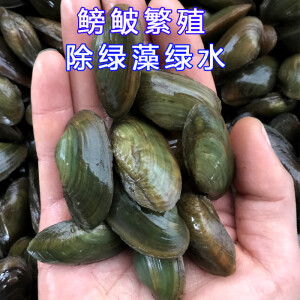 杜氏珠蚌圆顶珠蚌小河蚌原生活体宠物淡水冷水鳑鲏旁皮繁殖除藻 200只杜氏珠蚌3-6cm包活100