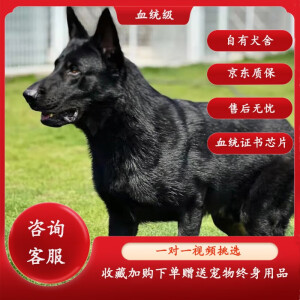 蒂瑞科纯种东德牧羊犬幼犬宠物狗活体大型德牧黑狼犬血统赛级东德犬 血统级