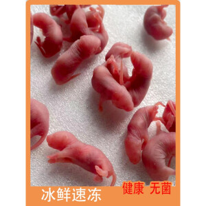 顺丰顺丰无菌冻鼠冷冻小白乳鼠宠物蛇喂猫龟冰冻红皮粉霜跳爬亚成喂猫 【顺丰】开口料(1-2.5克)1斤【全