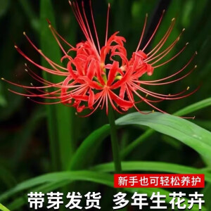 彼岸花种球曼珠沙华盆栽红花换锦石蒜大种球阳台花卉浓香晚香玉 红花石蒜-10棵-送肥料